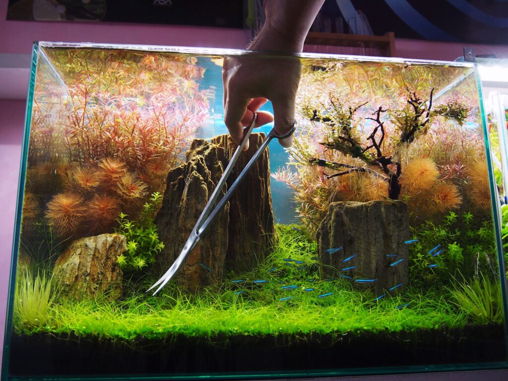 日々のメンテナンス。生活の中の水草水槽。写真と文：タナカカツキ (マンガ家) #4