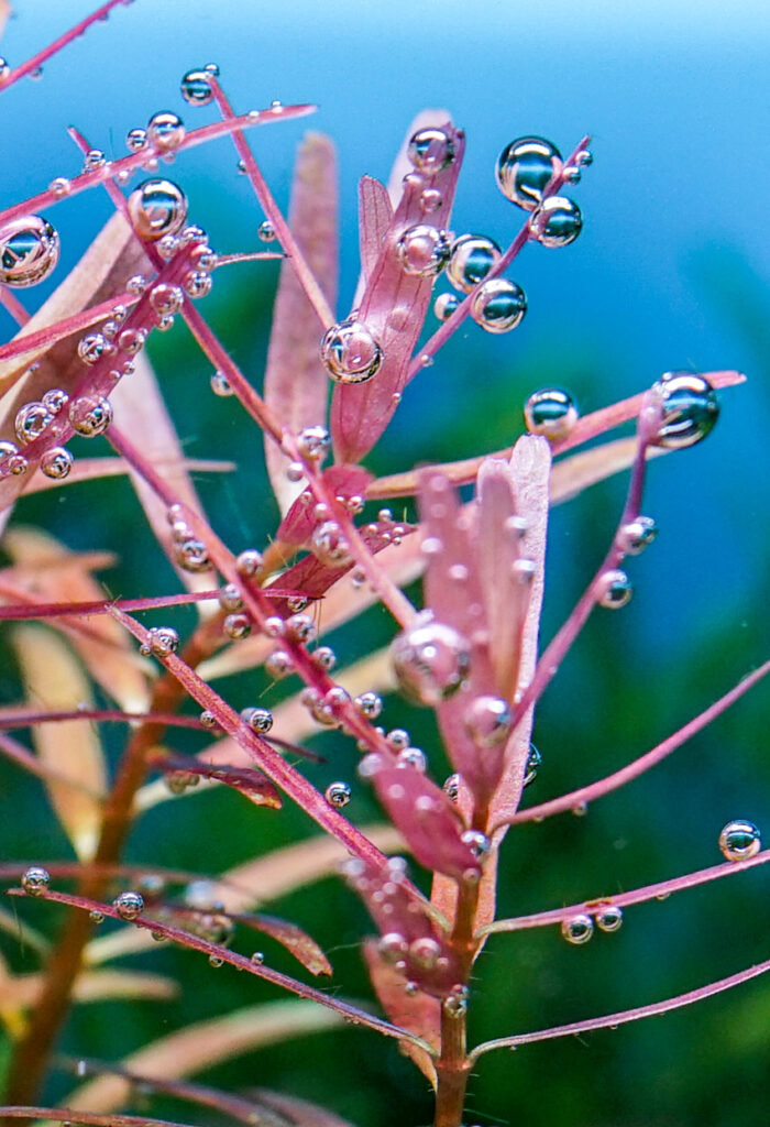 水草水槽との出合い。写真と文：タナカカツキ (マンガ家) #2