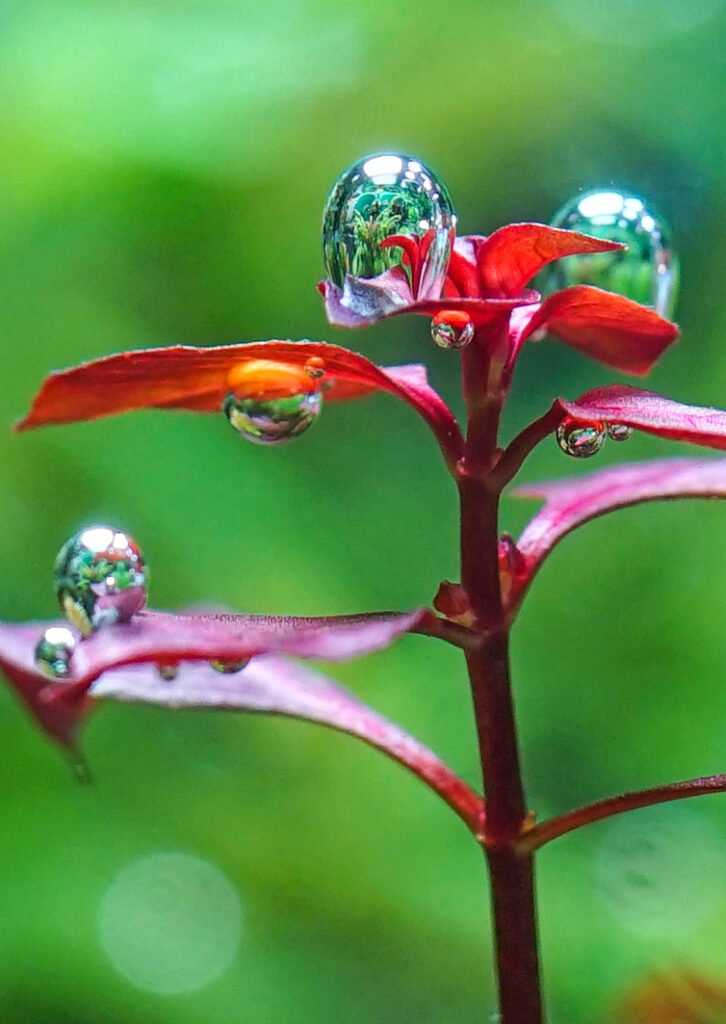 水草水槽との出合い。写真と文：タナカカツキ (マンガ家) #2