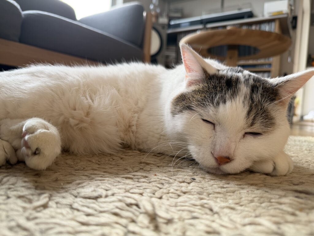 いつのまにか歳上になっていたチョビ。文筆家・麻生要一郎のねことの暮らし #1 いつのまにか歳上になっていたチョビ。文筆家・麻生要一郎のねことの暮らし #1