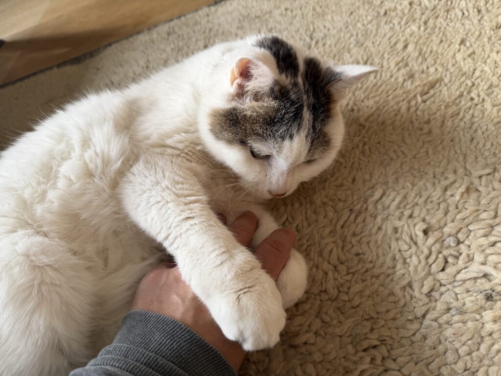 いつのまにか歳上になっていたチョビ。文筆家・麻生要一郎のねことの暮らし #1 いつのまにか歳上になっていたチョビ。文筆家・麻生要一郎のねことの暮らし #1