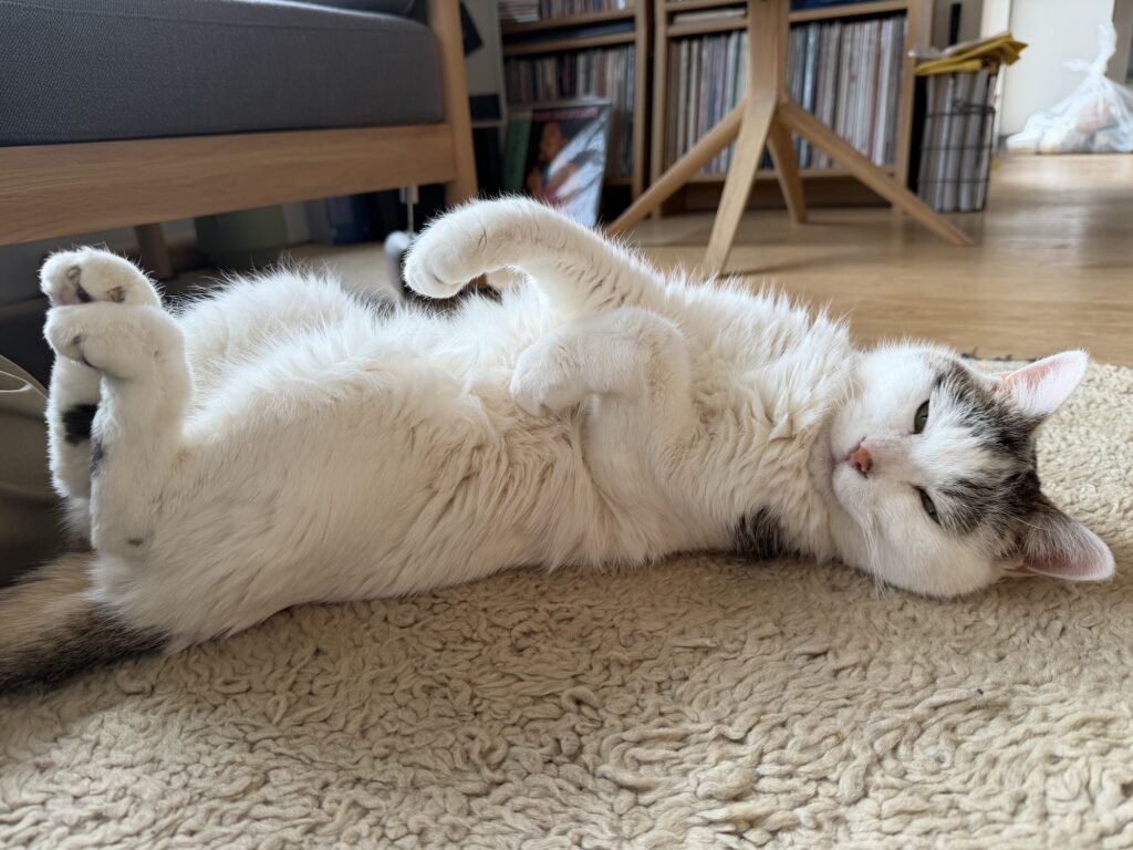 いつのまにか歳上になっていたチョビ。文筆家・麻生要一郎のねことの暮らし #1 いつのまにか歳上になっていたチョビ。文筆家・麻生要一郎のねことの暮らし #1