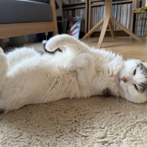 いつのまにか歳上になっていたチョビ。文筆家・麻生要一郎のねことの暮らし #1