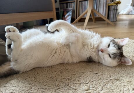 いつのまにか歳上になっていたチョビ。文筆家・麻生要一郎のねことの暮らし #1