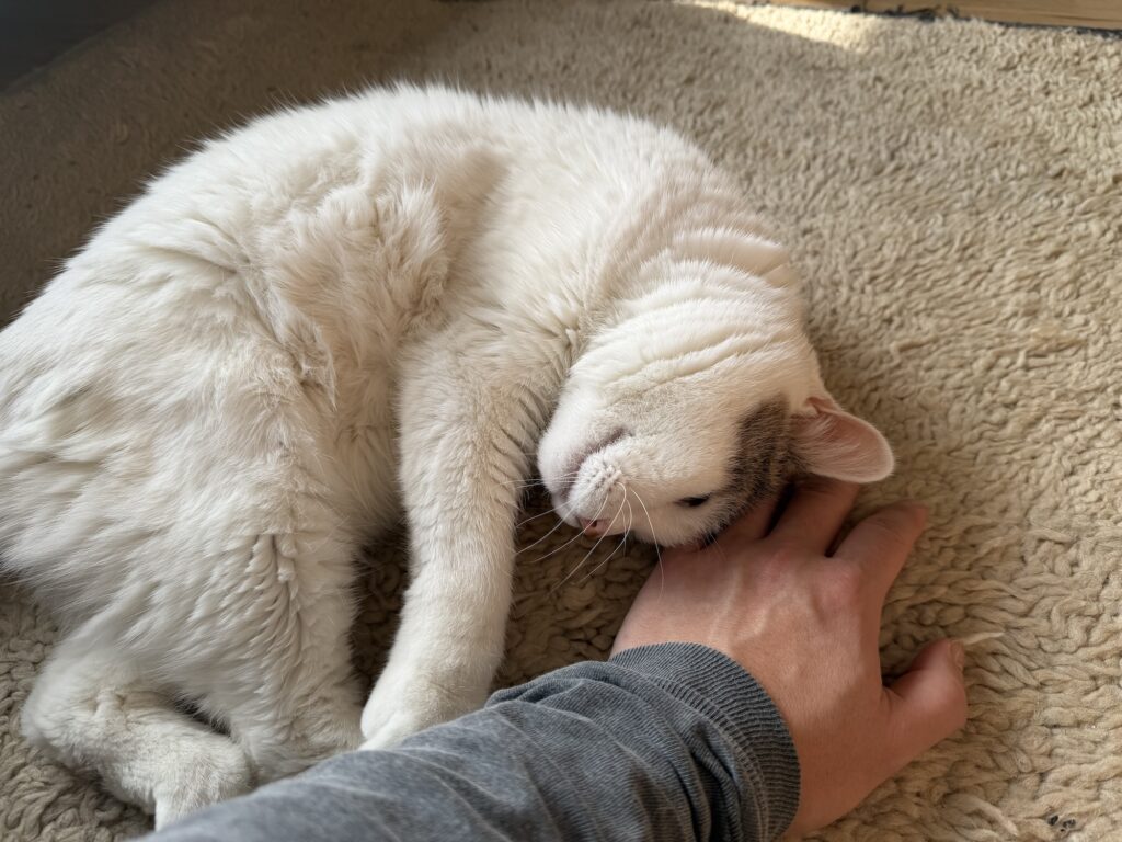 いつのまにか歳上になっていたチョビ。文筆家・麻生要一郎のねことの暮らし #1 いつのまにか歳上になっていたチョビ。文筆家・麻生要一郎のねことの暮らし #1