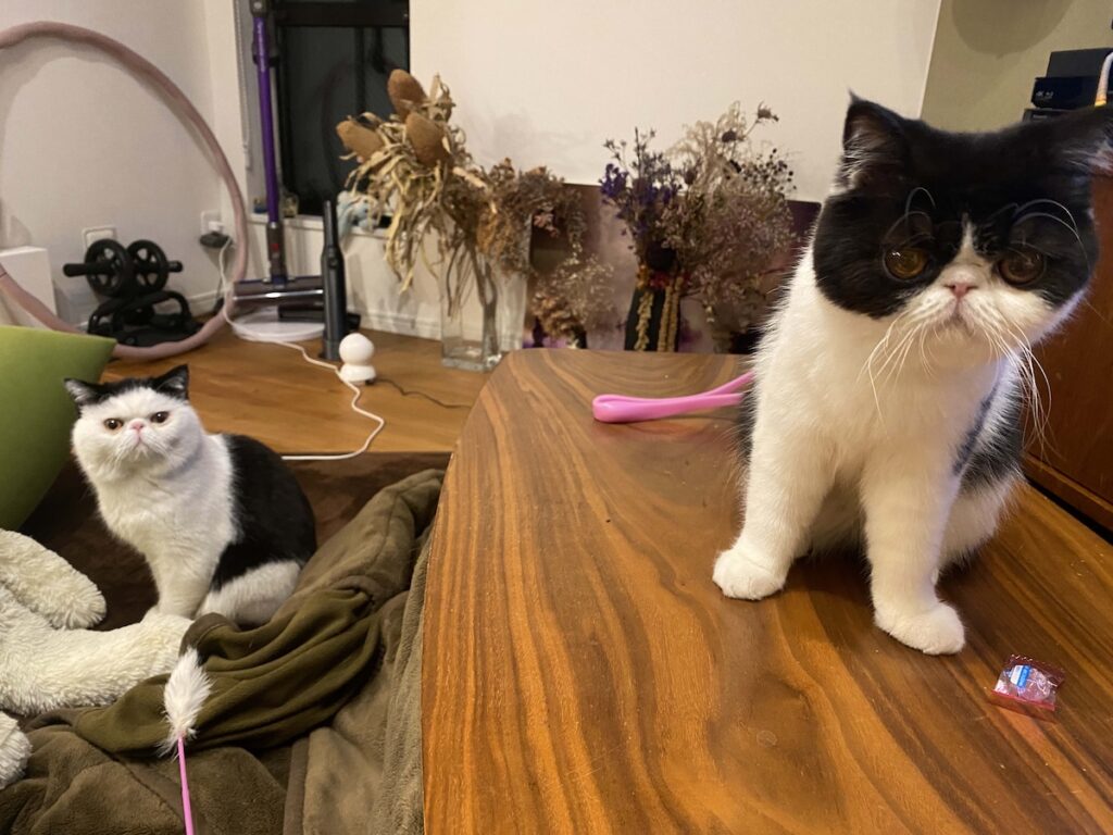 お母ちゃん譲りの美形でしょ。エキゾチックショートヘア ちろり | この写真に写ってるのが、私のお父ちゃんとお母ちゃんよ。右側がお母ちゃん、左側がお父ちゃんね。