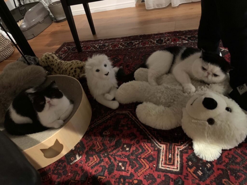 お母ちゃん譲りの美形でしょ。エキゾチックショートヘア ちろり | あたしはどちらかというと、お母ちゃんに似てると思うわ。美人でしょ？ 前髪はお父ちゃん似だけどね、うふふ♪