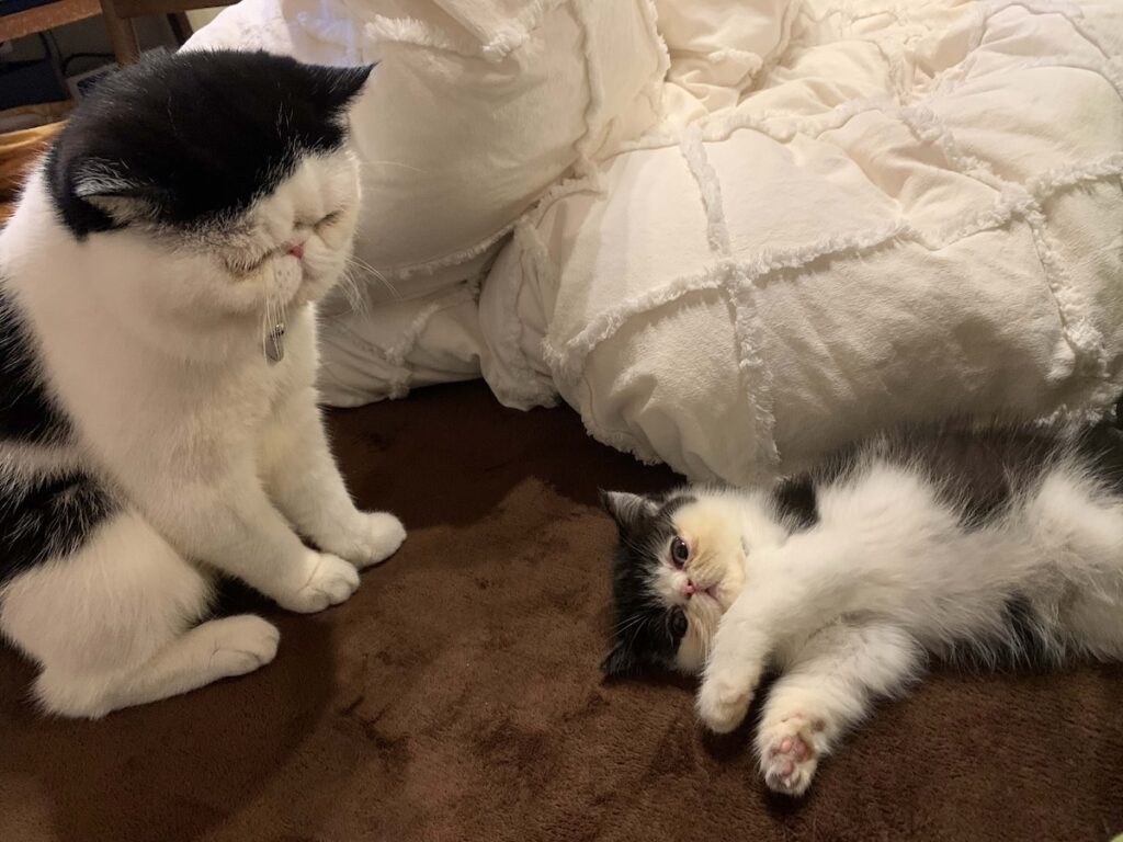 0208-1あたしの見守り隊長。エキゾチックショートヘア ちろり | ちろり（右）「お父ちゃん、出会ってからあたしに付きっきりだったな。なんか視線を感じるなって思ったら、その先にお父ちゃんがいたわ」