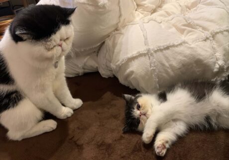 0208-1あたしの見守り隊長。エキゾチックショートヘア ちろり | ちろり（右）「お父ちゃん、出会ってからあたしに付きっきりだったな。なんか視線を感じるなって思ったら、その先にお父ちゃんがいたわ」