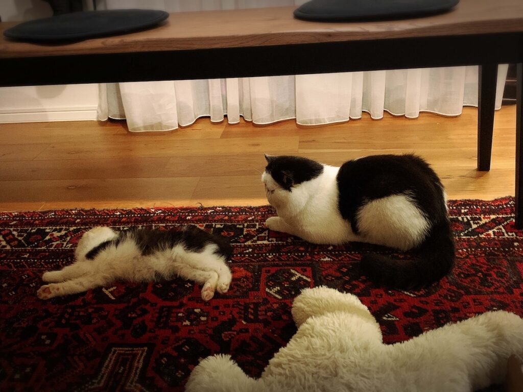 お尻はNGなのよ！エキゾチックショートヘア ちろり | ちろり（左）「あたしが寝てるときも、お父ちゃんはずっとあたしを見守ってたの」