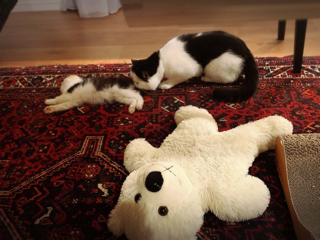 お尻はNGなのよ！エキゾチックショートヘア ちろり | ちろり（左）「でも、お尻の匂いを嗅ぐのだけはやめてって思ってたわ。女の子のお尻なんだからね！」