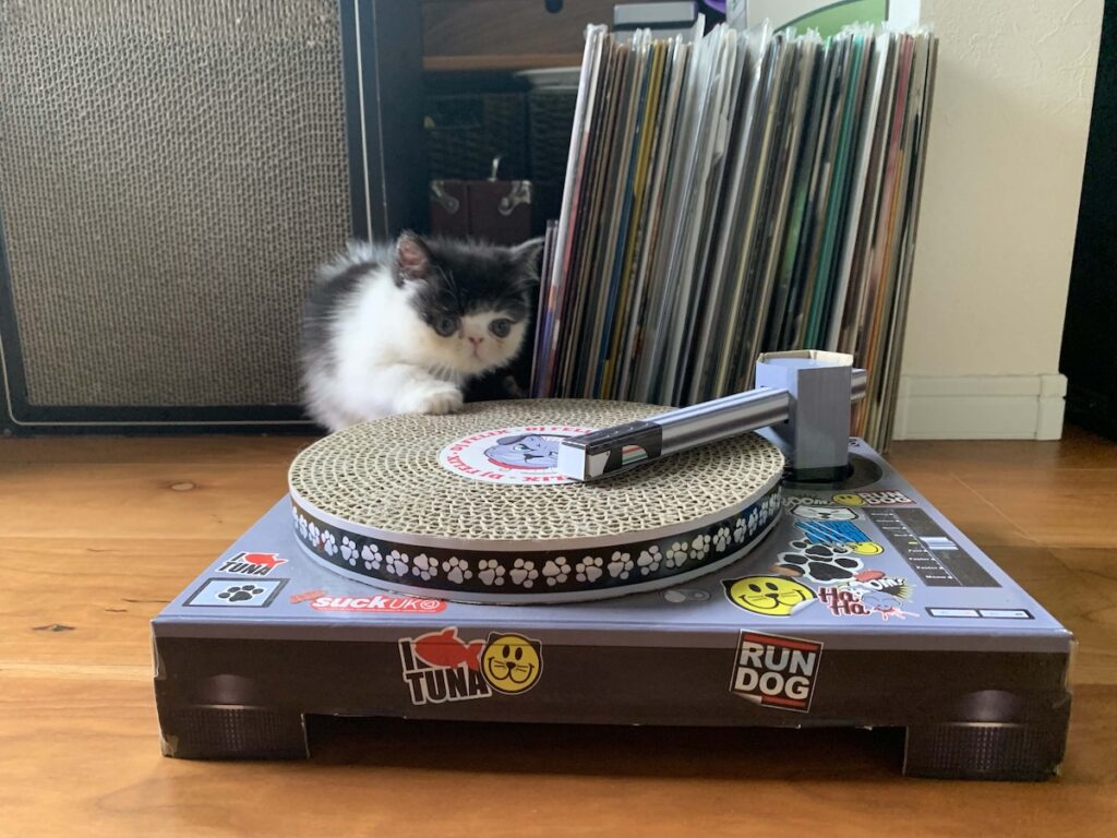 お父ちゃんへの秘密。エキゾチックショートヘア ちろり | これ何かしらってお父ちゃんに聞いたら、DJをするやつって教えてくれたの。