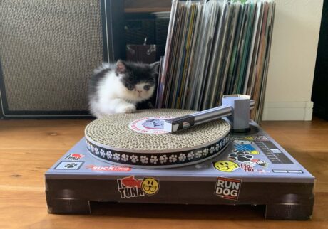 お父ちゃんへの秘密。エキゾチックショートヘア ちろり | これ何かしらってお父ちゃんに聞いたら、DJをするやつって教えてくれたの。