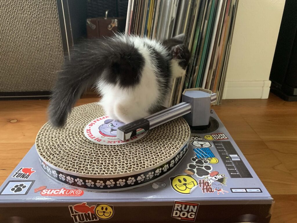 お父ちゃんへの秘密。エキゾチックショートヘア ちろり | でもお父ちゃん、一所懸命DJの練習をしてたから、今もずっと内緒にしてるの♪