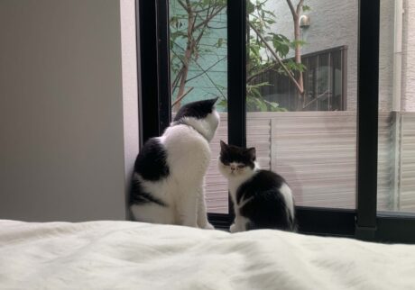 教えて、お父ちゃん。エキゾチックショートヘア ちろり | ちろり（右）「この頃から、お父ちゃんはあたしにいろいろ教えてくれるようになったの。お父ちゃんとこうやって、窓から外を眺める時間が好きになったのよね♪」