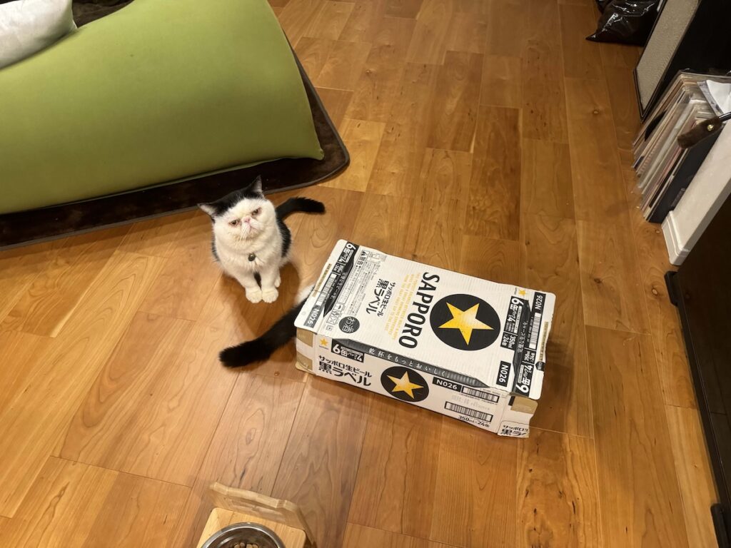 お父ちゃんの優しい嘘。エキゾチックショートヘア ちろり | ちろり(箱の中)「見て、あたし、めちゃくちゃ完璧に隠れてるでしょう?」 お父ちゃんの優しい嘘。エキゾチックショートヘア ちろり | ちろり(箱の中)「見て、あたし、めちゃくちゃ完璧に隠れてるでしょう?」