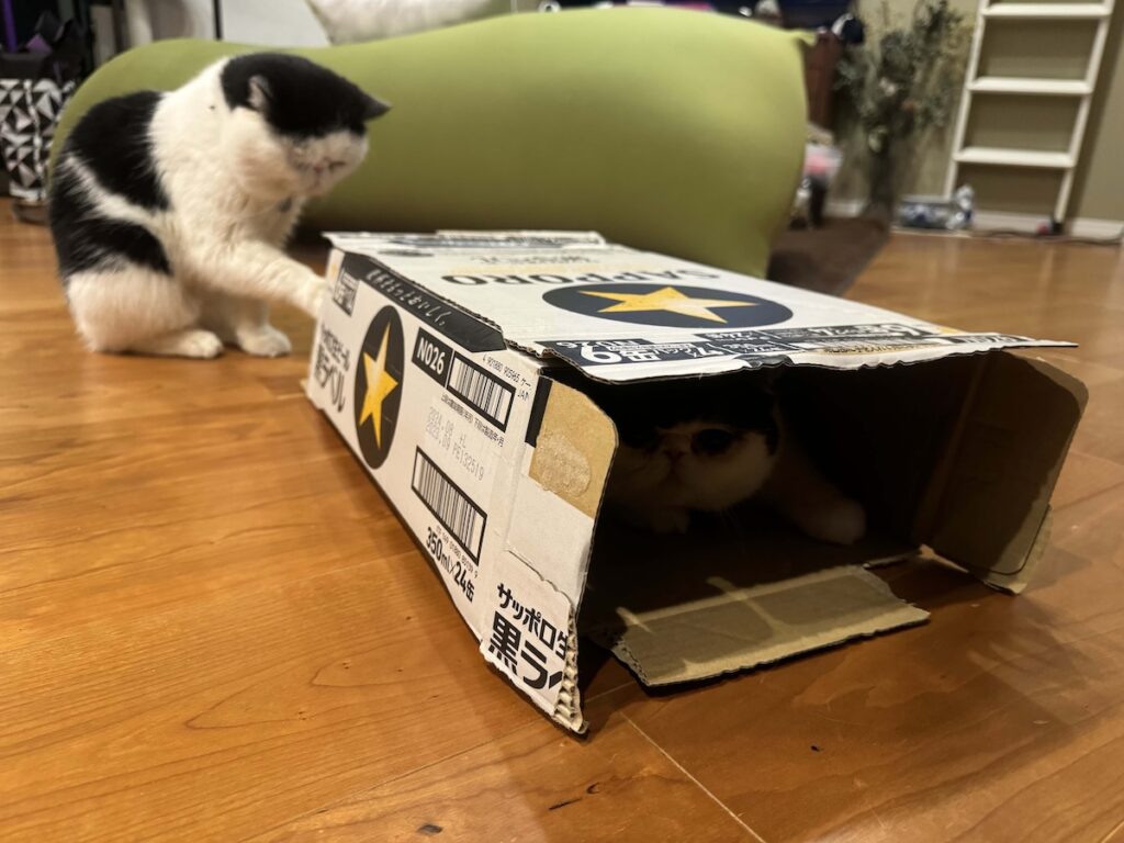 お父ちゃんの優しい嘘。エキゾチックショートヘア ちろり | ちろり(箱の中)「ほらほら、お父ちゃんには絶対に気づかれてないでしょう?」 お父ちゃんの優しい嘘。エキゾチックショートヘア ちろり | ちろり(箱の中)「ほらほら、お父ちゃんには絶対に気づかれてないでしょう?」