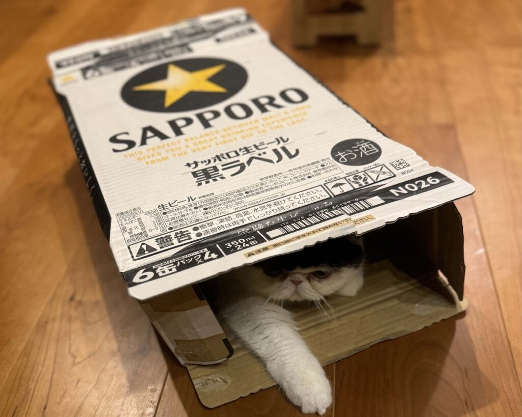 お父ちゃんの優しい嘘。エキゾチックショートヘア ちろり | ちろり「あたし、隠れんぼの天才って思ってたんだけど、今ならわかるの。お父ちゃんは優しいから、見つけられないふりをしてくれていたんだって♪」 お父ちゃんの優しい嘘。エキゾチックショートヘア ちろり | ちろり「あたし、隠れんぼの天才って思ってたんだけど、今ならわかるの。お父ちゃんは優しいから、見つけられないふりをしてくれていたんだって♪」