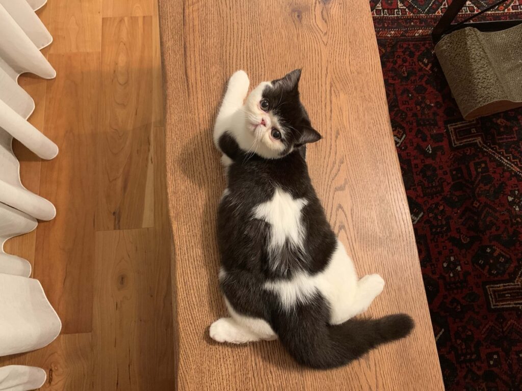 今日のお星様の調子は？エキゾチックショートヘア ちろり | 見て見て、あたしの背中のお星さま、成長とともに立派に輝いてるでしょう？