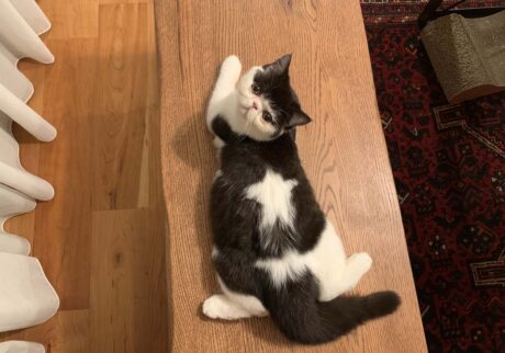 今日のお星様の調子は？エキゾチックショートヘア ちろり | 見て見て、あたしの背中のお星さま、成長とともに立派に輝いてるでしょう？