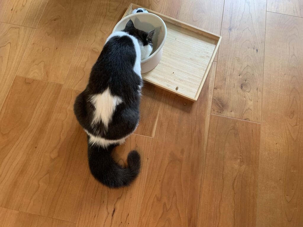 今日のお星様の調子は？エキゾチックショートヘア ちろり | たまに香ちゃん（ママ）が、綺麗に整えてくれるの。