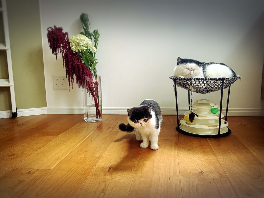 お花とあたしと、お父ちゃんと。エキゾチックショートヘア ちろり | ちろり（左）「これ、あたしのお気に入りの写真。お花も綺麗だし、あたしもかわいいでしょう？」