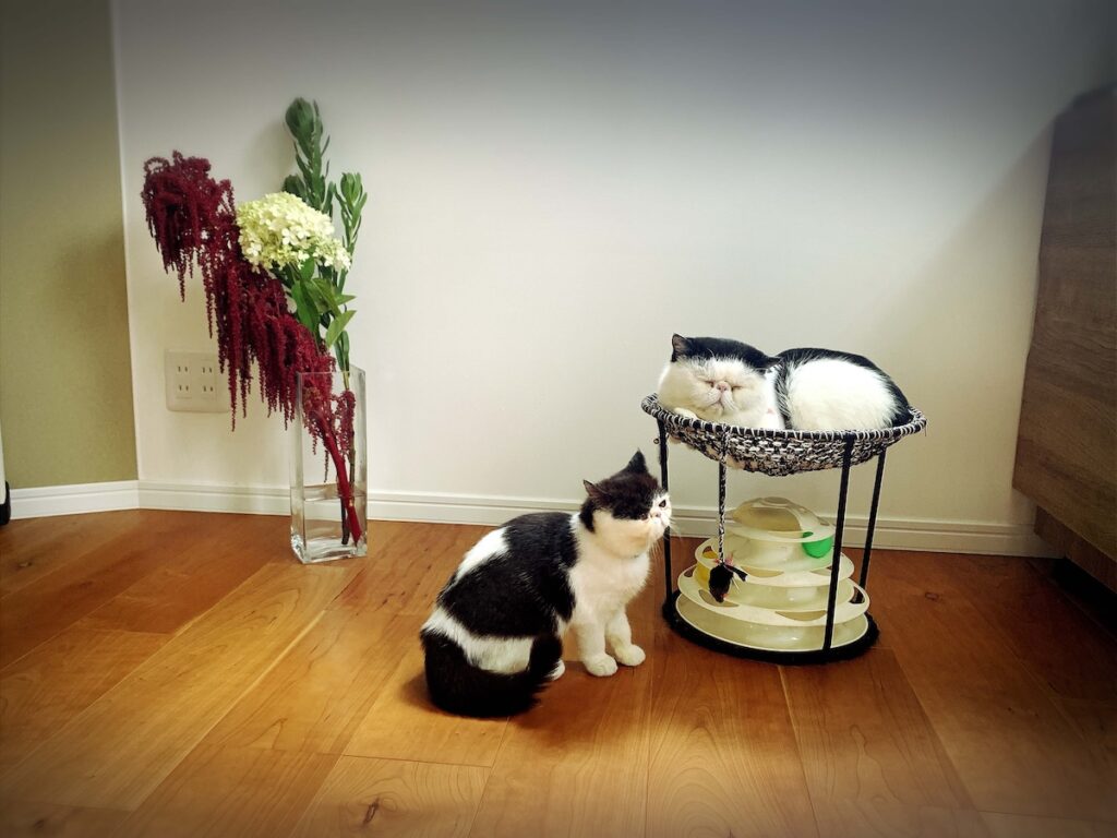 お花とあたしと、お父ちゃんと。エキゾチックショートヘア ちろり | ちろり（左）「このとき、お父ちゃんに遊んでほしくてね、起こしに行ったんだけど全然起きてくれなかったの。でも、お父ちゃんは眠そうだったからね、ちゃんとそっとしておいたのよ♪」