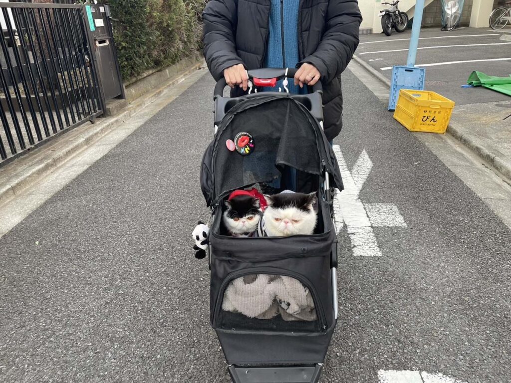 本日もアイドル修行。エキゾチックショートヘア ちろり | ちろり（左）「この日は、香ちゃん（ママ）とお父ちゃんとお出かけしたの。近所へのお散歩はたまにしてたんだけど、遠くへのお出掛けは初めてだったから、わくわくしたの」