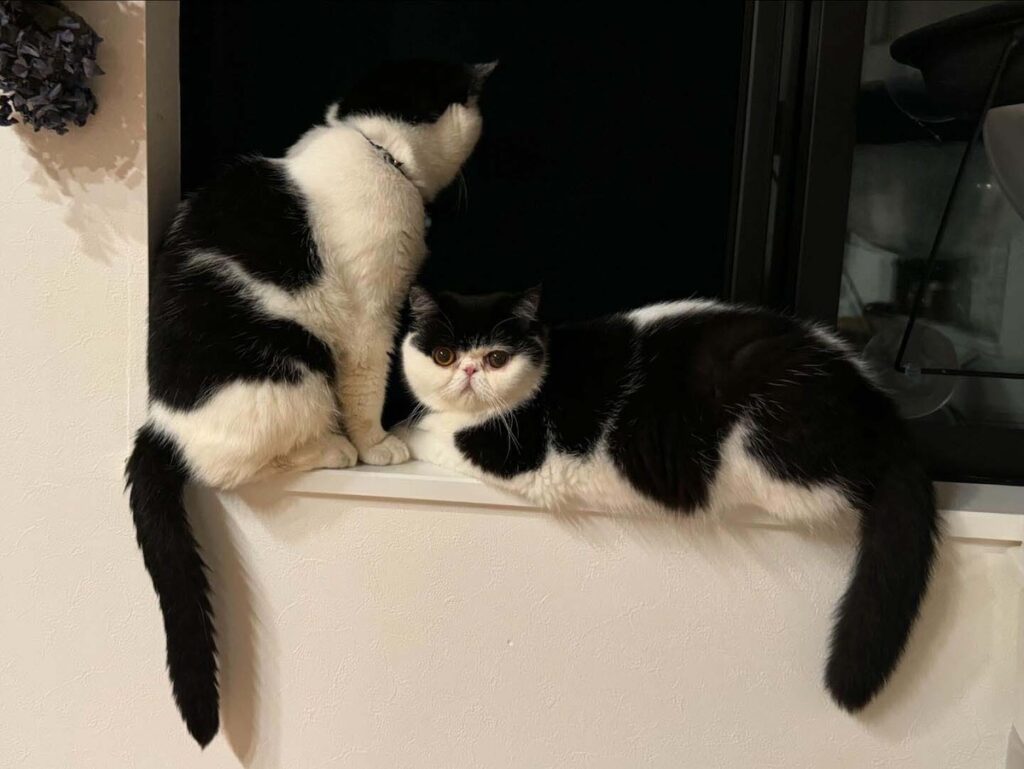 見つめる先には……？エキゾチックショートヘア ちろり | ちろり（右）「あたしもお父ちゃんも、真っ暗闇でもしっかり見えるけど、この日は何もいなかったわ。でも、たまにハクビシンを見かけるのよ♪」