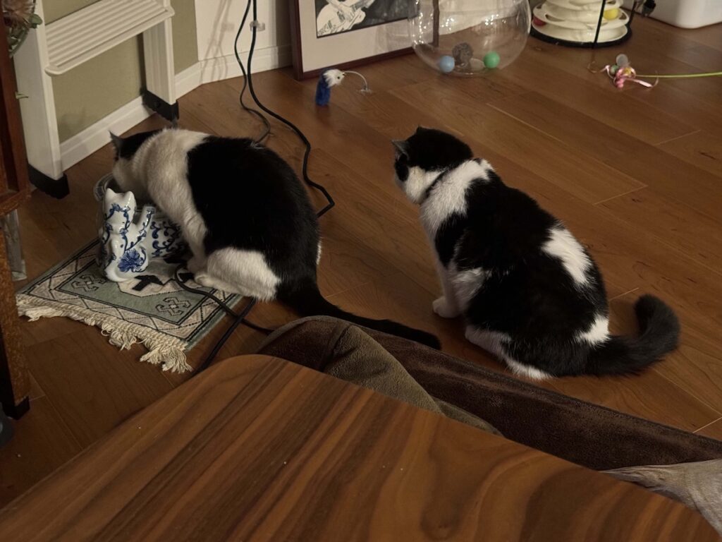 アイドルのたしなみ？エキゾチックショートヘア ちろり | ちろり（右）「大きくなってからは、お水を飲むときにちゃんと順番を待つことを覚えたの」