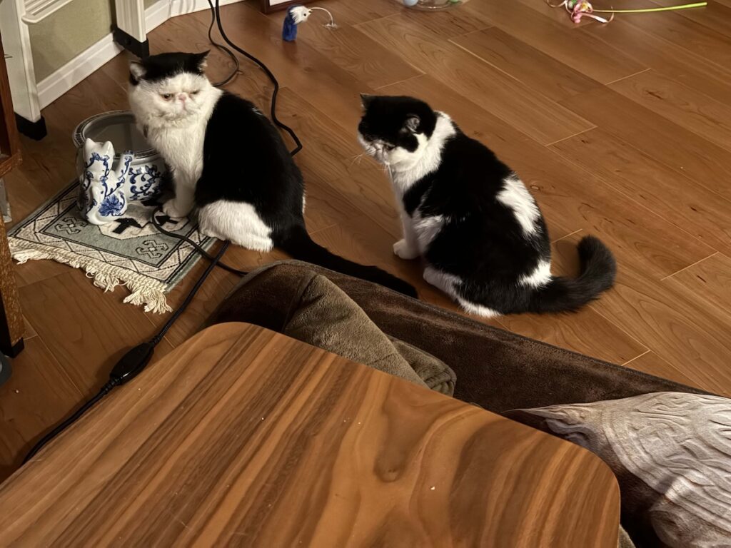 アイドルのたしなみ？エキゾチックショートヘア ちろり | ちろり（右）「これも、アイドルのたしなみだと思うわ」