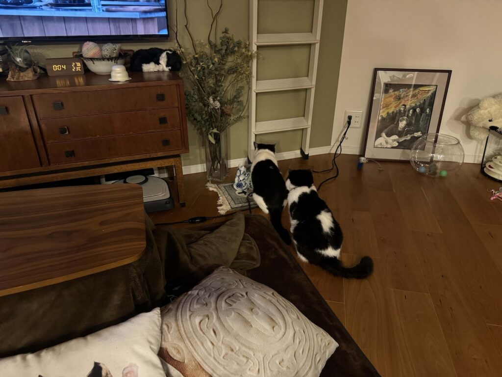 アイドルのたしなみ？エキゾチックショートヘア ちろり | ちろり（右）「お父ちゃん、早く飲んで〜」