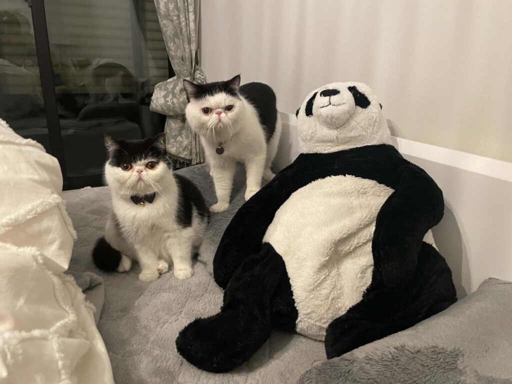 まだまだ修行は続くのよ！エキゾチックショートヘア ちろり | ちろり（左）「あたしのスターへの成長日記、どうだったかしら？ アイドルになるには、まだまだ修行が足りないから頑張らなきゃ」