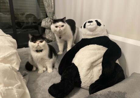 まだまだ修行は続くのよ!エキゾチックショートヘア ちろり | ちろり(左)「あたしのスターへの成長日記、どうだったかしら? アイドルになるには、まだまだ修行が足りないから頑張らなきゃ」 まだまだ修行は続くのよ!エキゾチックショートヘア ちろり | ちろり(左)「あたしのスターへの成長日記、どうだったかしら? アイドルになるには、まだまだ修行が足りないから頑張らなきゃ」