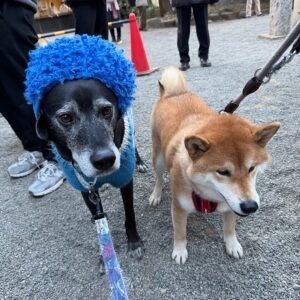 ハルくん、豆まきを初体験。福は〜うち〜。柴犬子犬ハルのワンダフルライフ