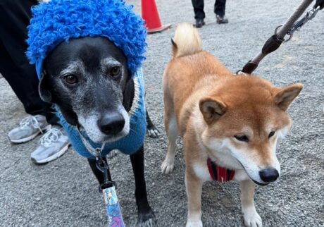 ハルくん、豆まきを初体験。福は〜うち〜。柴犬子犬ハルのワンダフルライフ