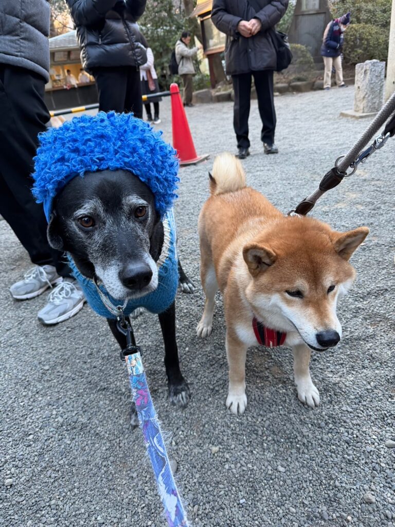 ハルくん、豆まきを初体験。福は〜うち〜。柴犬子犬ハルのワンダフルライフ