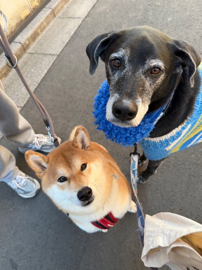 ハルくん、豆まきを初体験。福は〜うち〜。柴犬子犬ハルのワンダフルライフ