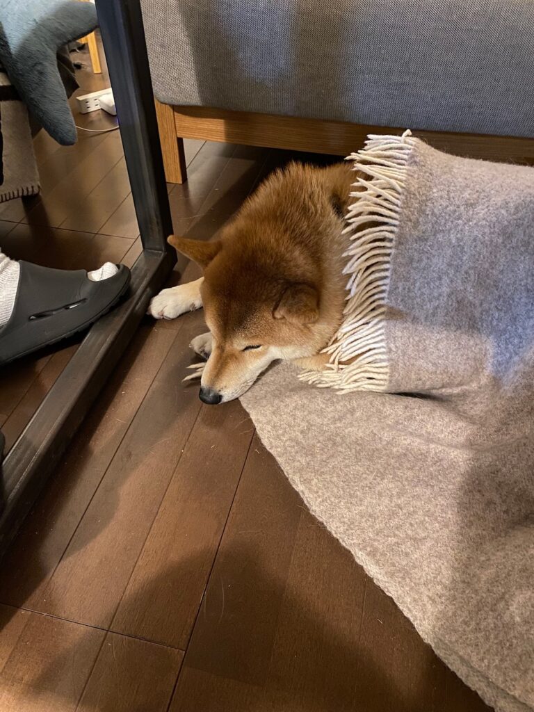 寒い夜には毛布を被るのです。柴犬子犬ハルのワンダフルライフ