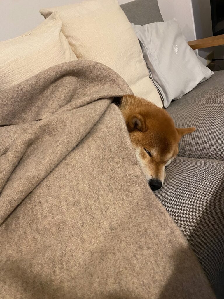 寒い夜には毛布を被るのです。柴犬子犬ハルのワンダフルライフ