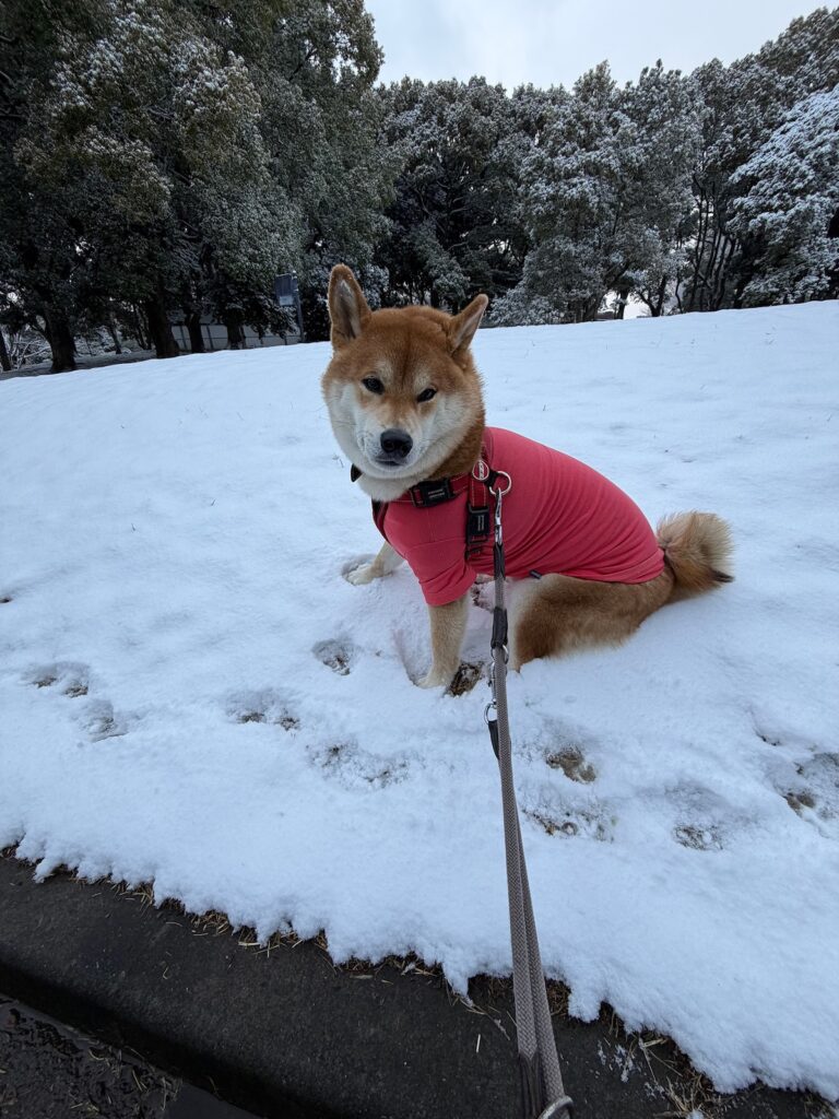 雪の日、ぼくは揚げパンになります。柴犬子犬ハルのワンダフルライフ 雪の日、ぼくは揚げパンになります。柴犬子犬ハルのワンダフルライフ