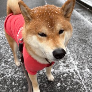 雪の日3雪の日、ぼくは揚げパンになります。柴犬子犬ハルのワンダフルライフ