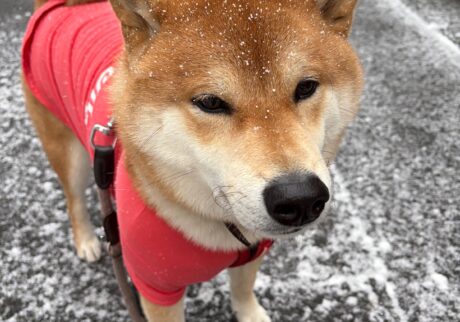 雪の日3雪の日、ぼくは揚げパンになります。柴犬子犬ハルのワンダフルライフ