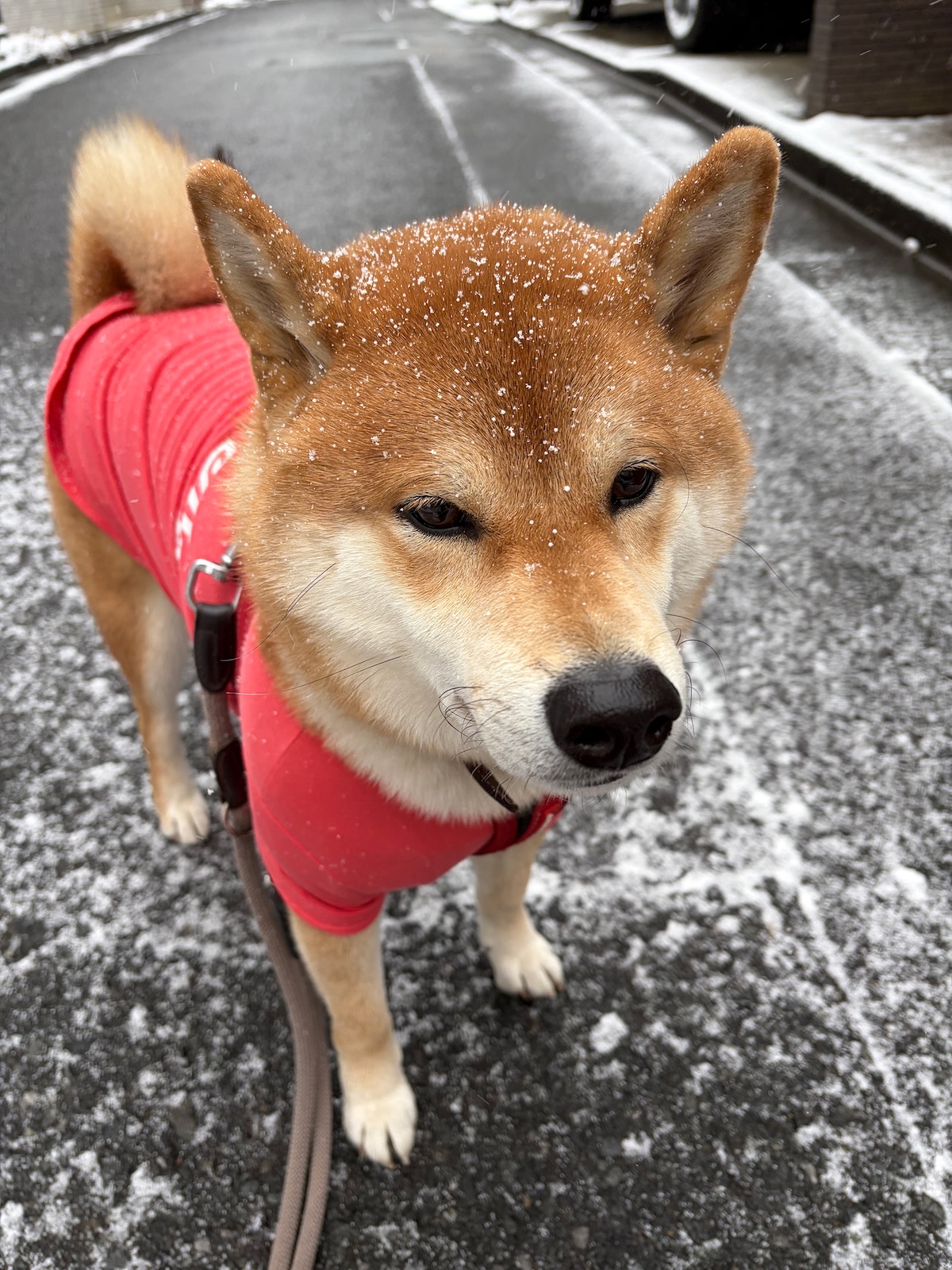 雪の日、ぼくは揚げパンになります。