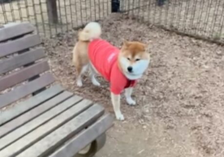 誰もいないドッグラン、それでもぼくは走りません。柴犬子犬ハルのワンダフルライフ