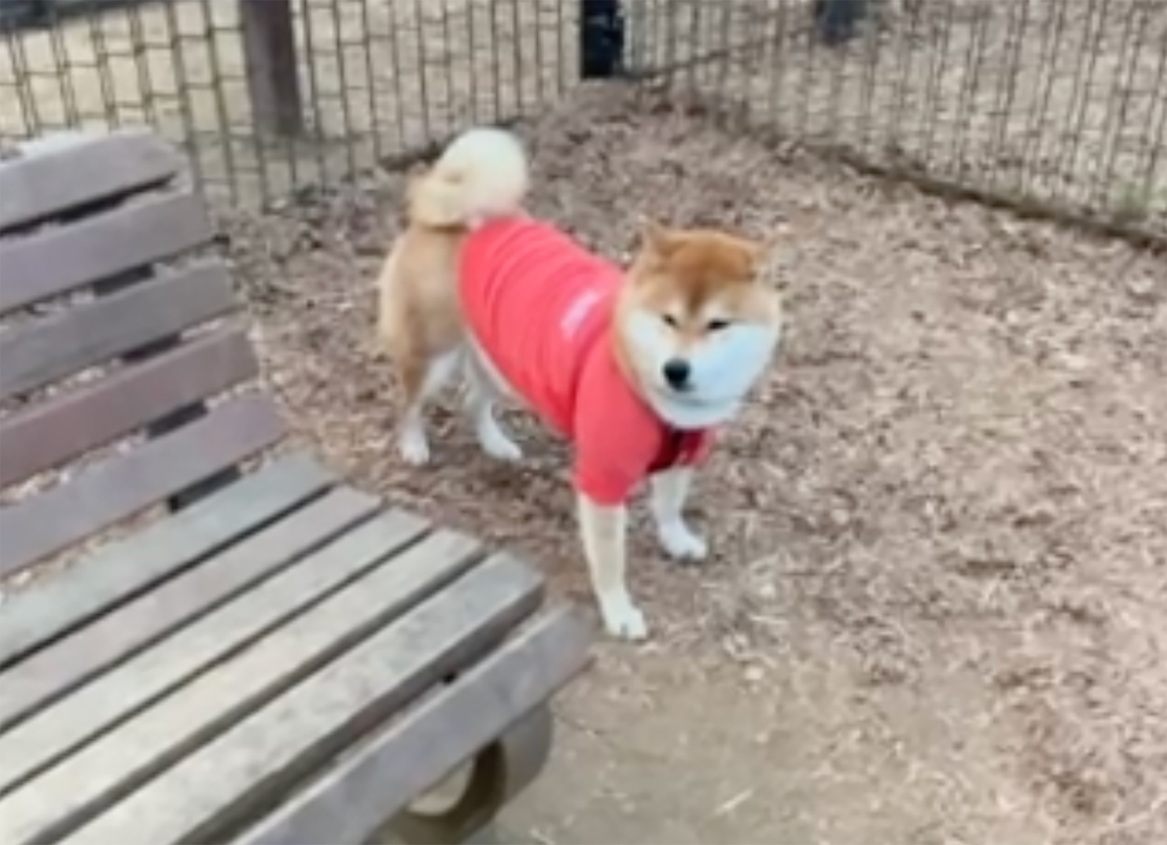 誰もいないドッグラン、それでもぼくは走りません。