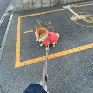 早朝割引にて、ぼくもパーキング中です。 柴犬子犬ハルのワンダフルライフ