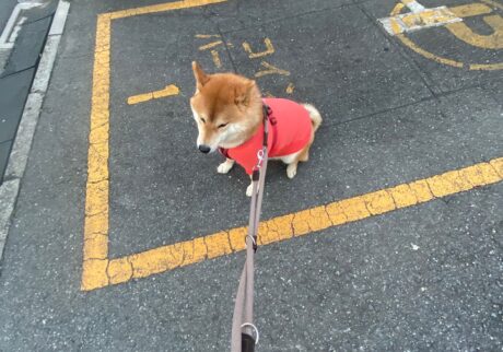 早朝割引にて、ぼくもパーキング中です。 柴犬子犬ハルのワンダフルライフ