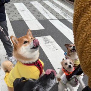 やったー、「こはしず弁当」にありつけたよー。柴犬子犬ハルのワンダフルライフ