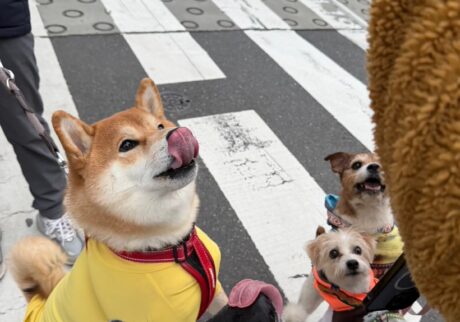 やったー、「こはしず弁当」にありつけたよー。柴犬子犬ハルのワンダフルライフ